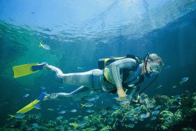 Manta Ray Bommie Dive Site - Attractions Brisbane 0