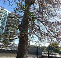 The Leichhardt Tree - Attractions Brisbane