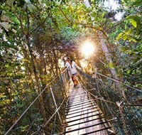 Tree Top Walkway - Attractions Brisbane