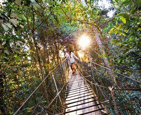 Tree Top Walkway - Attractions Brisbane 0