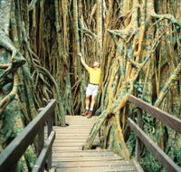 Curtain Fig Tree - Attractions Brisbane