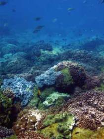 Hoffman's Rocks Dive Site - Attractions Brisbane 0
