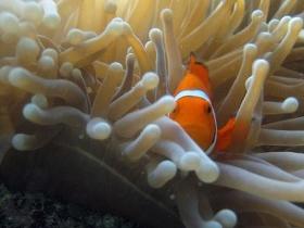 Flat Rock Dive Site - Attractions Brisbane 0