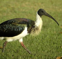 Toowoomba Bicentennial Waterbird Habitat - Attractions Brisbane