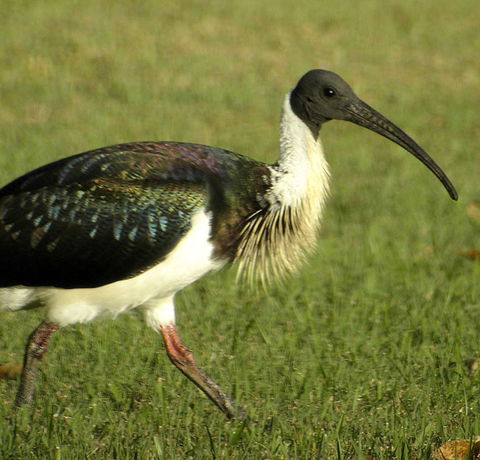 Toowoomba Bicentennial Waterbird Habitat - Attractions Brisbane 0