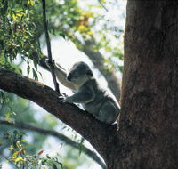 Daisy Hill Conservation Park - Attractions Brisbane