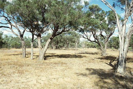 Forest Den National Park - Attractions Brisbane 0