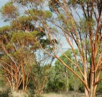Myall Park Botanic Garden - Attractions Brisbane