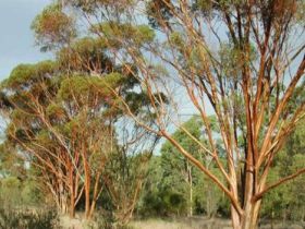 Myall Park Botanic Garden - Attractions Brisbane 0