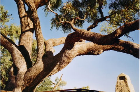 Burke And Wills Dig Tree - Attractions Brisbane 1