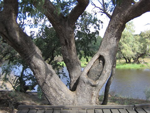 Burke And Wills Dig Tree - Attractions Brisbane 2