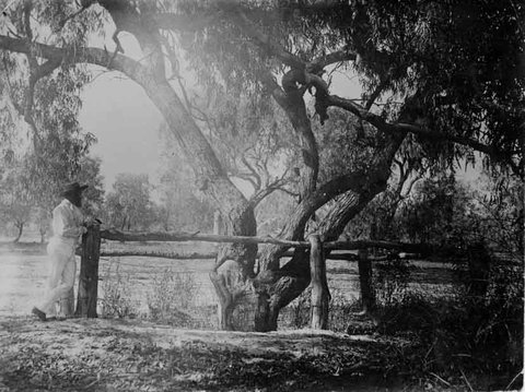 Burke And Wills Dig Tree - Attractions Brisbane 4