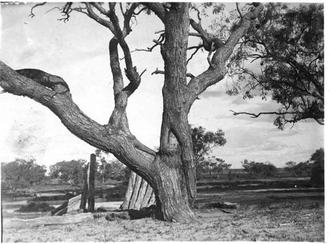 Burke And Wills Dig Tree - Attractions Brisbane 5