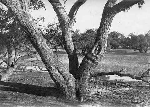 Burke And Wills Dig Tree - Attractions Brisbane 6