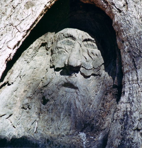 Burke And Wills Dig Tree - Attractions Brisbane 7