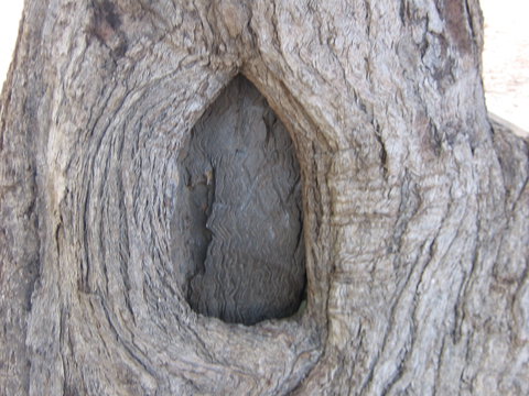 Burke And Wills Dig Tree - Attractions Brisbane 10