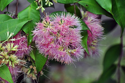 Tondoon Botanic Gardens - Attractions Brisbane 5