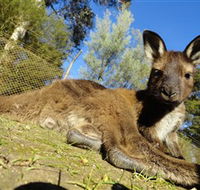 Ballarat Wildlife Park - Attractions Brisbane