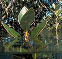 Jawbone Marine Sanctuary - Attractions Brisbane