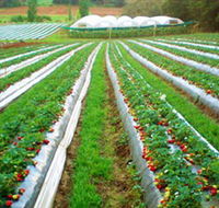 Kookaberry Strawberry Farm - Attractions Brisbane