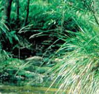 Lerderderg State Park - Attractions Brisbane
