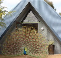 Halls Gap Zoo - Attractions Brisbane