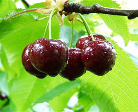 Red Hill Cherry Farm - Attractions Brisbane 0