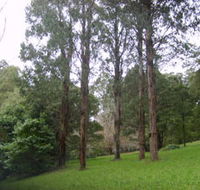 Mount Dandenong Arboretum - Attractions Brisbane