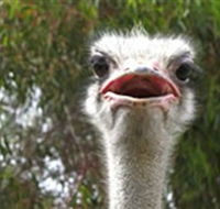 The Vault - Hastings Ostrich Farms  Crown Exotic Leather - Attractions Brisbane