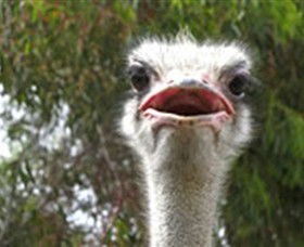 The Vault - Hastings Ostrich Farms & Crown Exotic Leather - Attractions Brisbane 0