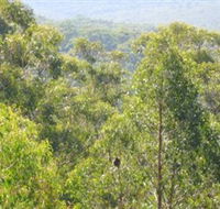 Bunyip State Park - Attractions Brisbane