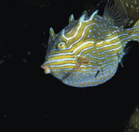 Mushroom Reef Marine Sanctuary - Attractions Brisbane