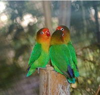 Ballarat Bird World - Attractions Brisbane