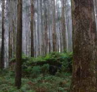 Kinglake National Park - Attractions Brisbane