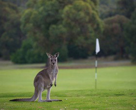 Anglesea Golf Club - Attractions Brisbane 0