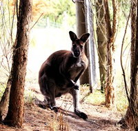 Great Ocean Road Wildlife Park - Attractions Brisbane