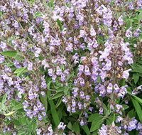 Otway Herbs - Attractions Brisbane
