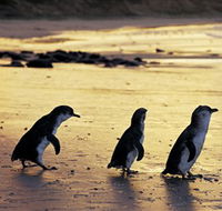 Phillip Island Nature Park - Attractions Brisbane