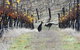 Blue Pyrenees Estate - thumb 0