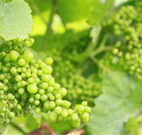 Waratah Hills Vineyard - Attractions Brisbane