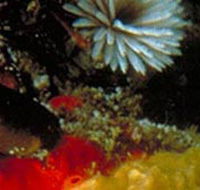 Point Cooke Marine Sanctuary - Attractions Brisbane
