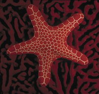 Port Phillip Heads Marine National Park - Attractions Brisbane