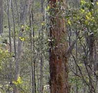 Heathcote-Graytown National Park - Attractions Brisbane