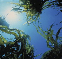 Marengo Reefs Marine Sanctuary - Attractions Brisbane