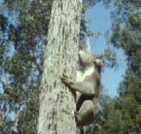 Creswick Regional Park - Attractions Brisbane