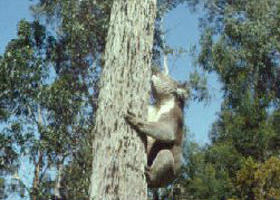 Creswick Regional Park - Attractions Brisbane 0