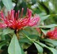 Alfred National Park - Attractions Brisbane