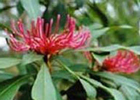 Alfred National Park - Attractions Brisbane 0