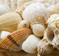 Anglesea Beach Club - Attractions Brisbane