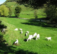 Goats of Gaia Soap - Attractions Brisbane